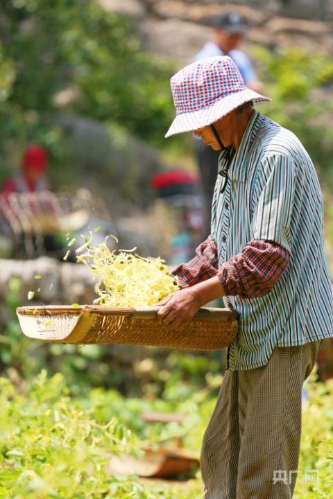 村民正在去掉金银花里的杂质（央广网记者唐磊 摄）