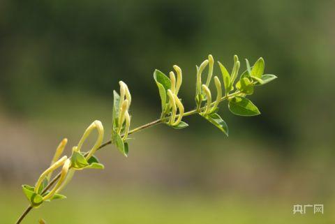 潘家场村里种植的金银花（央广网记者唐磊 摄）