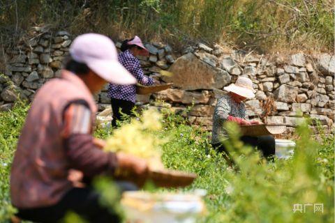 潘家场村村民正在采摘金银花（央广网记者唐磊 摄）