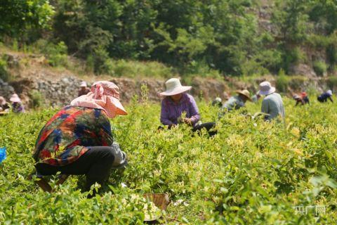 潘家场村村民正在采摘金银花（央广网记者唐磊 摄）