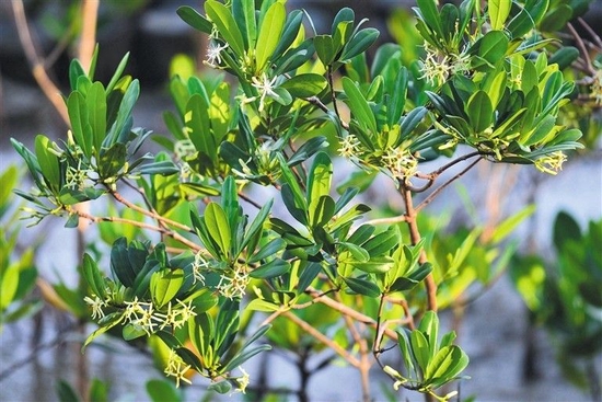 红树已经开花