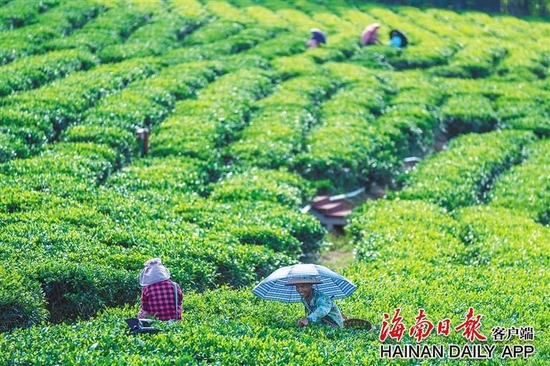 在白沙黎族自治县，茶农采摘忙。海南日报记者 袁琛 摄