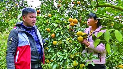 林舒进（左）同石茅村柑橘果农交流。 受访者供图