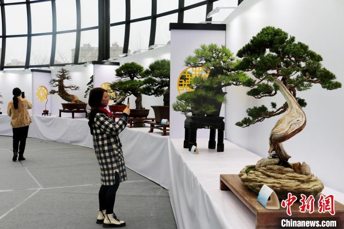 合肥市民参股盆景展区。 陈家乐 摄 合肥市民参股盆景展区。 陈家乐 摄