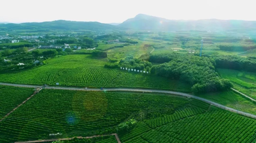 白沙原生态茶园