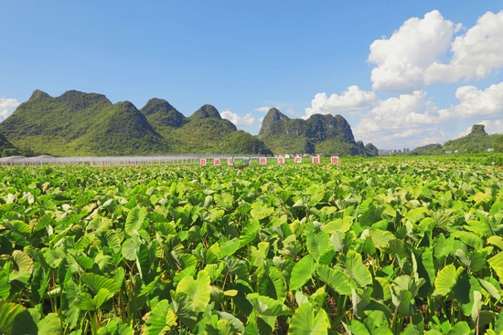  荔浦芋基地点缀在村庄间（央广网发 荔浦市融媒体中心供图）