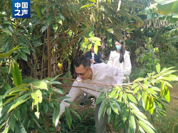 国产榴莲即将上市！能实现“10元3斤”吗？
