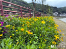 河边花儿绽放。人民网记者 程浩摄