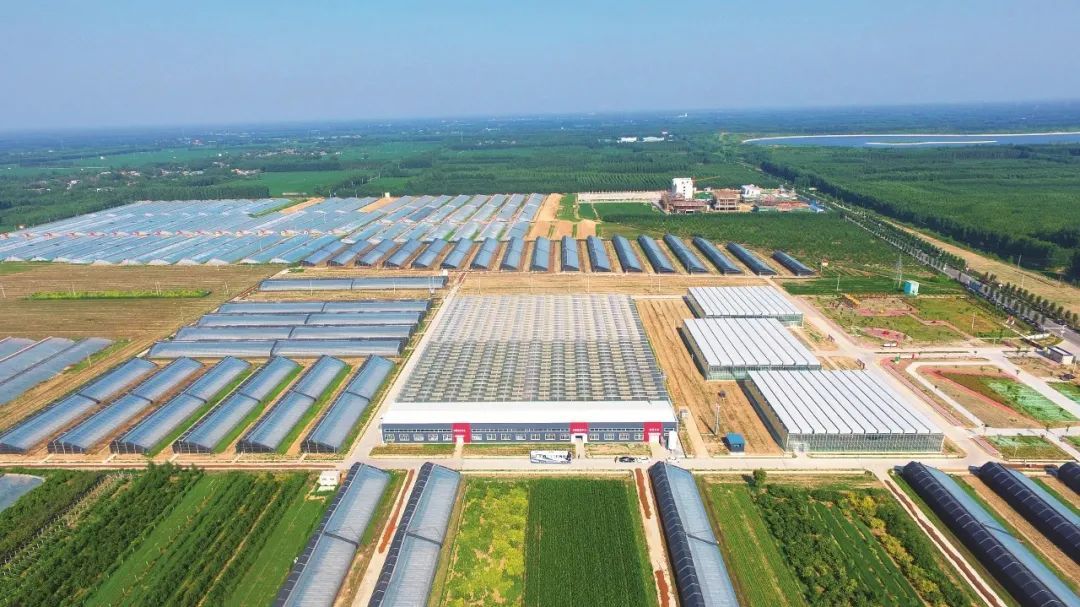 耿店村高标准蔬菜大棚 图片来源:中国乡村振兴